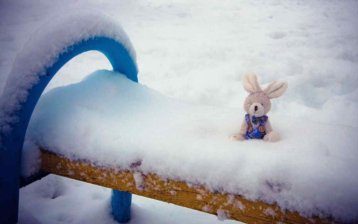 可爱雪兔摄影壁纸