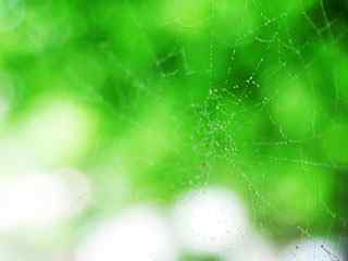 绿色蛛网摄影壁纸