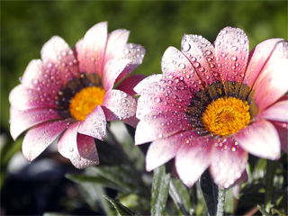 粉色花朵桌面壁纸-Morning Dew