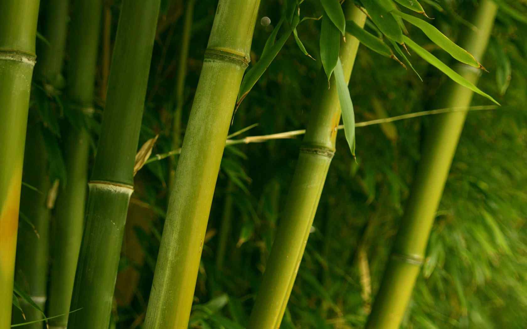 竹之韵摄影壁纸