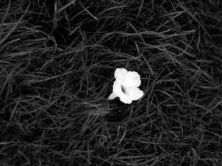 优雅花儿桌面壁纸-Black grass with one white flower