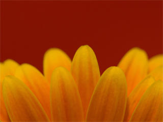 向日葵桌面壁纸-Simple Colors