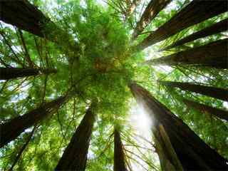 绿色环保壁纸-Ring of Redwoods Wallpaper
