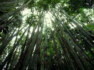 绿色翠竹壁纸-Bamboo Forest Wallpaper