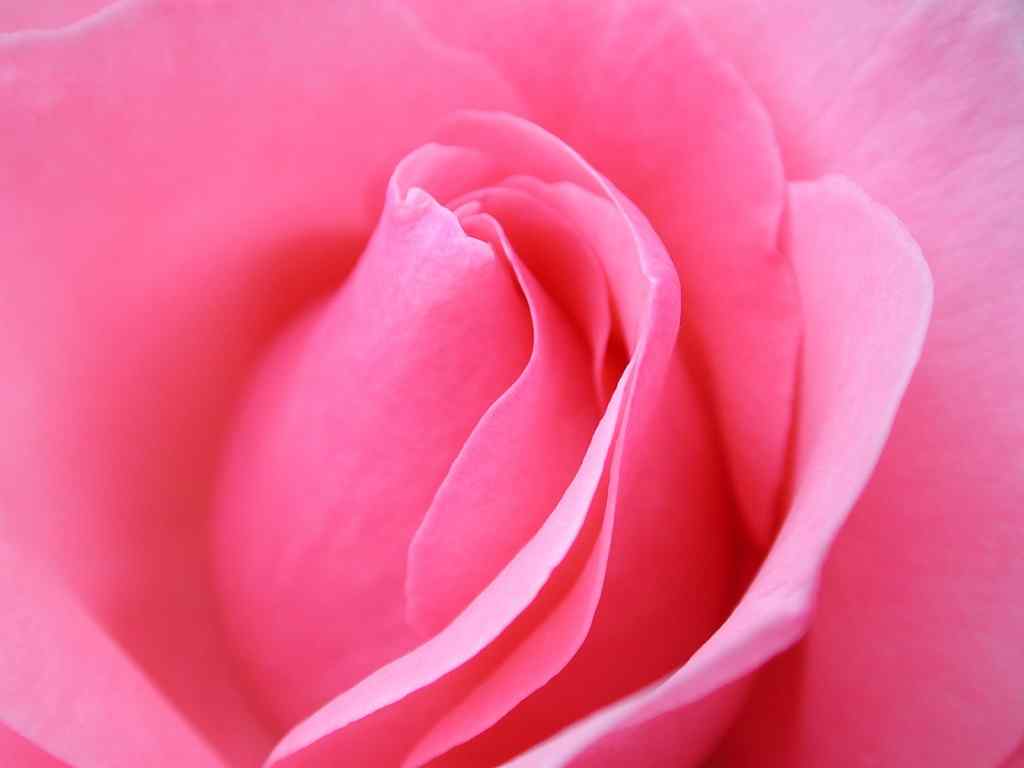 花卉写真壁纸-Pink Rose macro Wallpaper