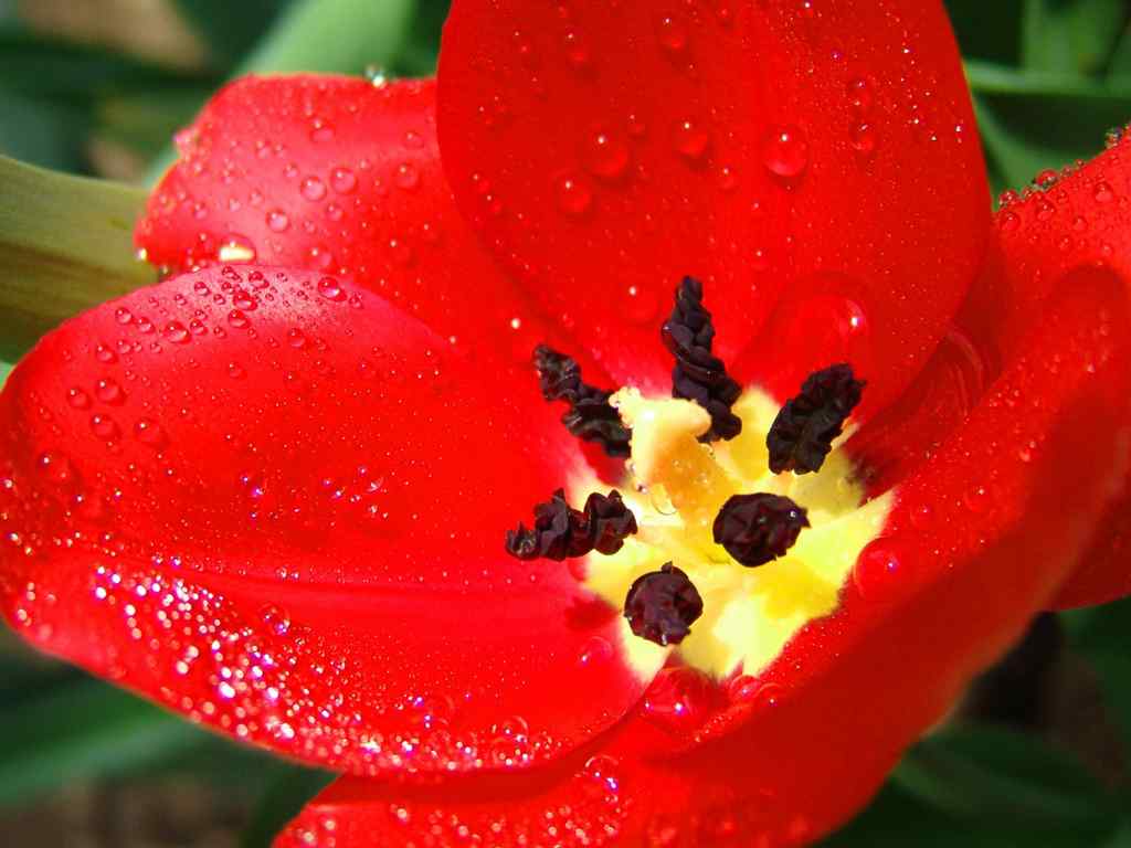 红色郁金香壁纸-Scarlet tulip