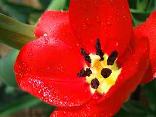 红色郁金香壁纸-Scarlet tulip