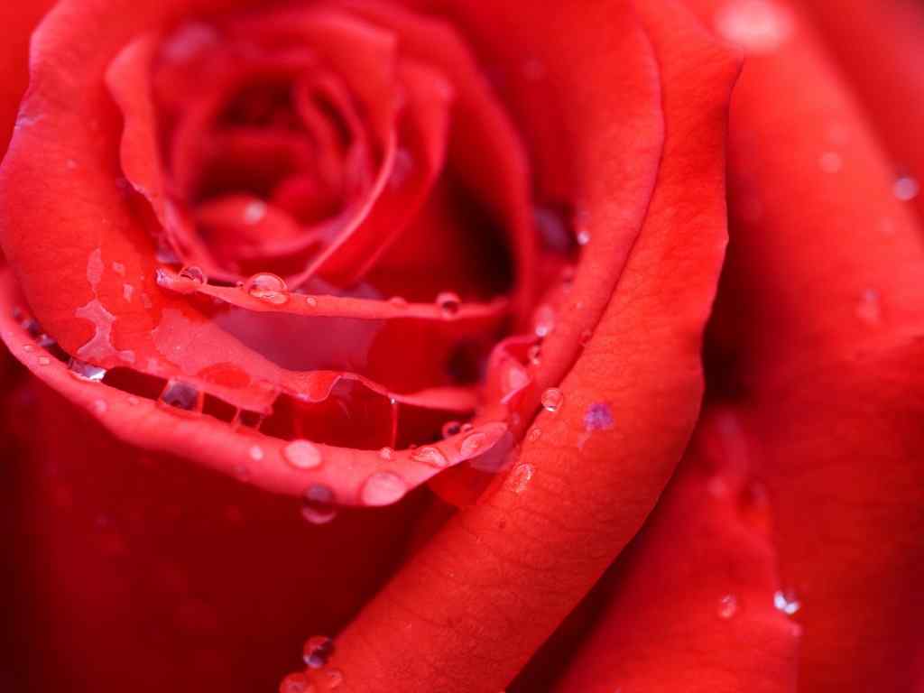 花卉摄影壁纸-Red Rose Wallpaper