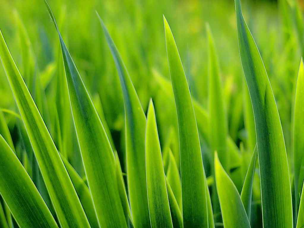 绿色护眼壁纸-Green grass
