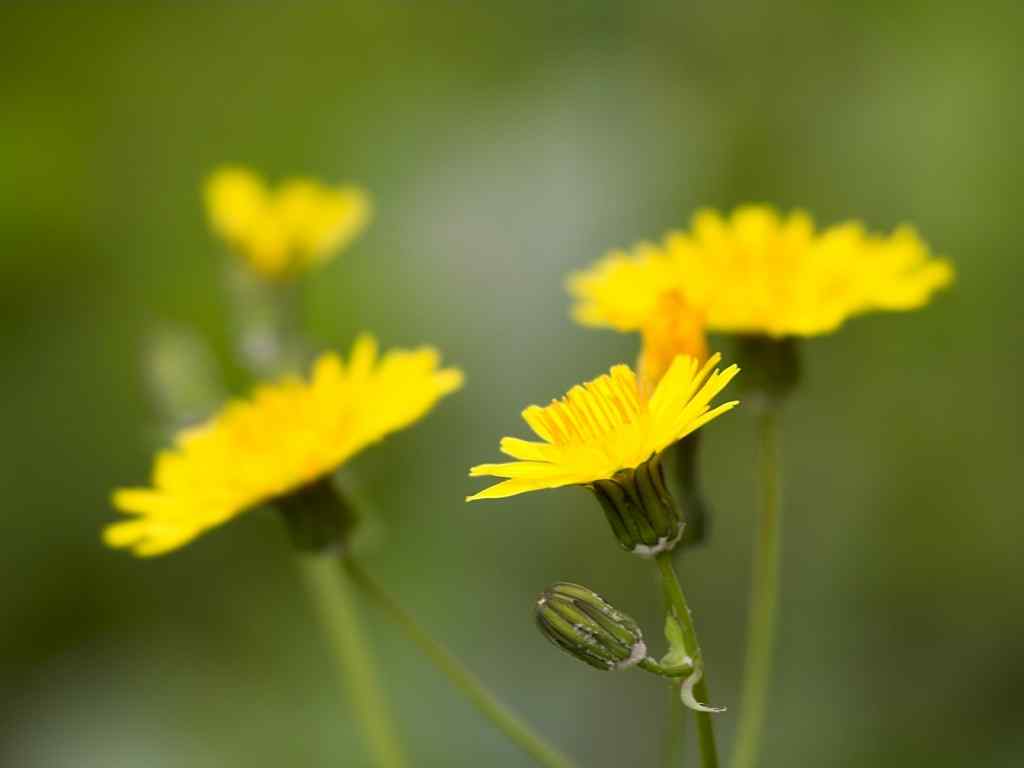 黄色花朵壁纸-Yellow flowers