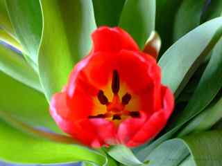 郁金香写真壁纸-Red Tulips