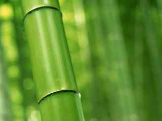绿色竹子写真壁纸