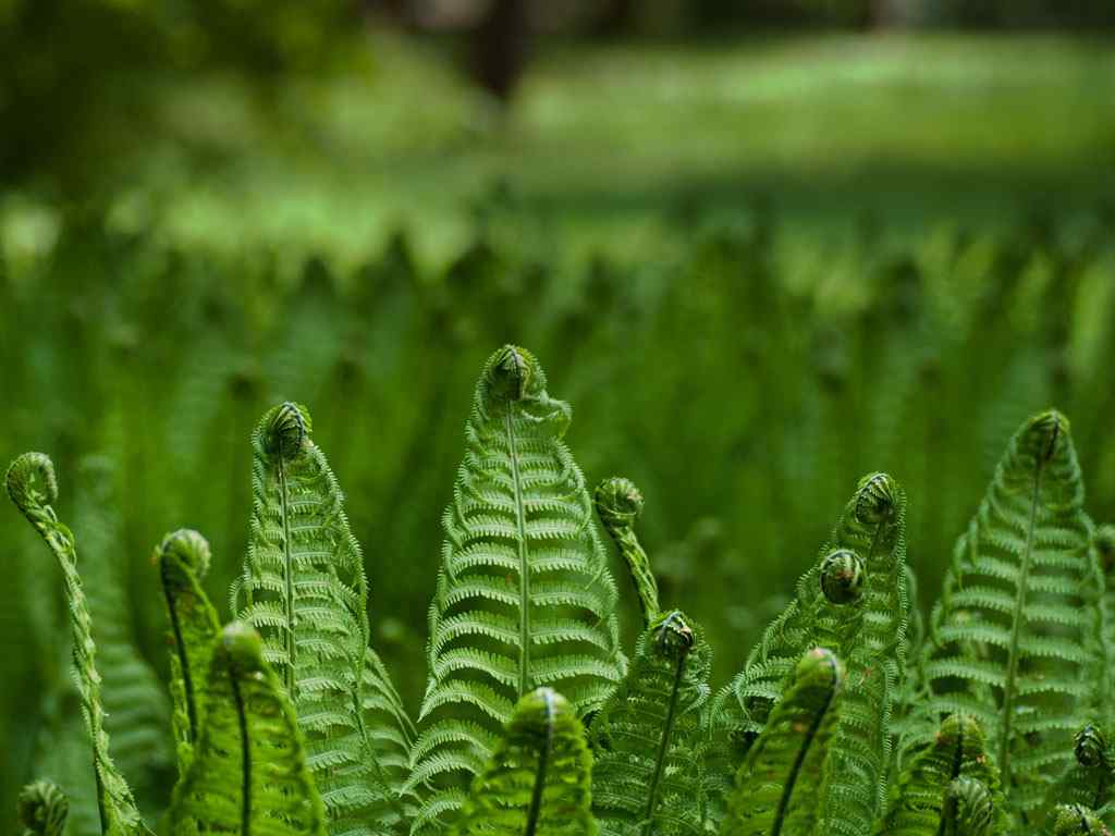 绿色植物壁纸