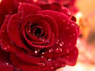 情人节壁纸-玫瑰