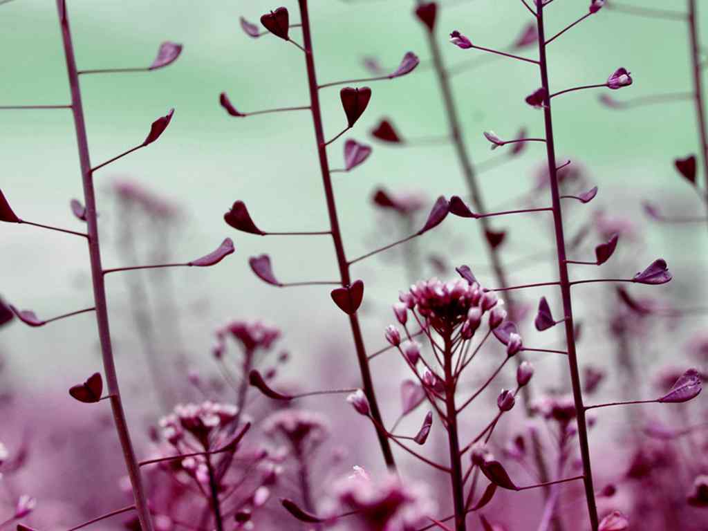 紫色的铃铛草壁纸