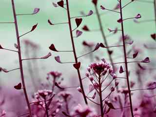 紫色的铃铛草壁纸