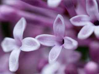 三朵紫色小花桌面