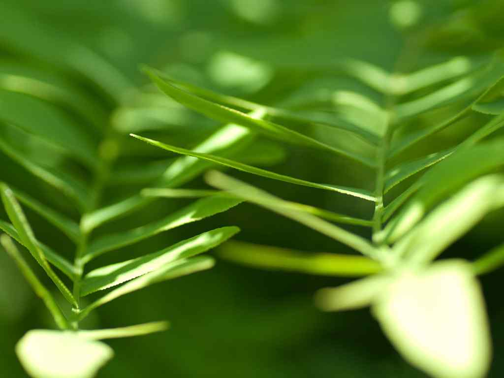 Vista 绿色植物壁纸