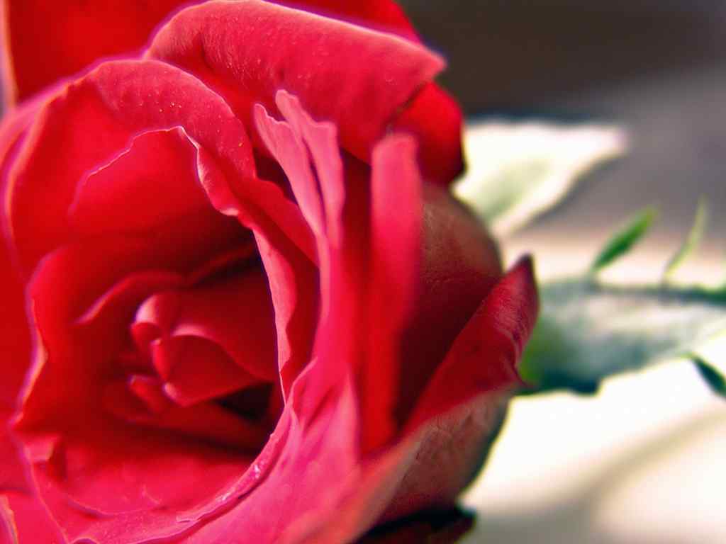 玫瑰花桌面壁纸
