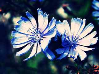 蓝色高雅花卉壁纸
