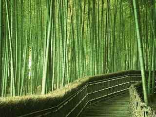 绿色翠竹壁纸
