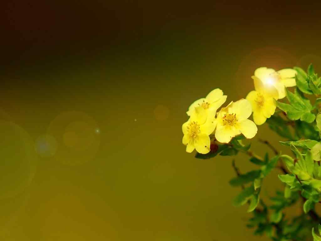 黄色淡雅花卉壁纸