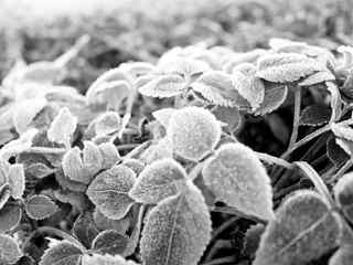 冰霜植物壁纸