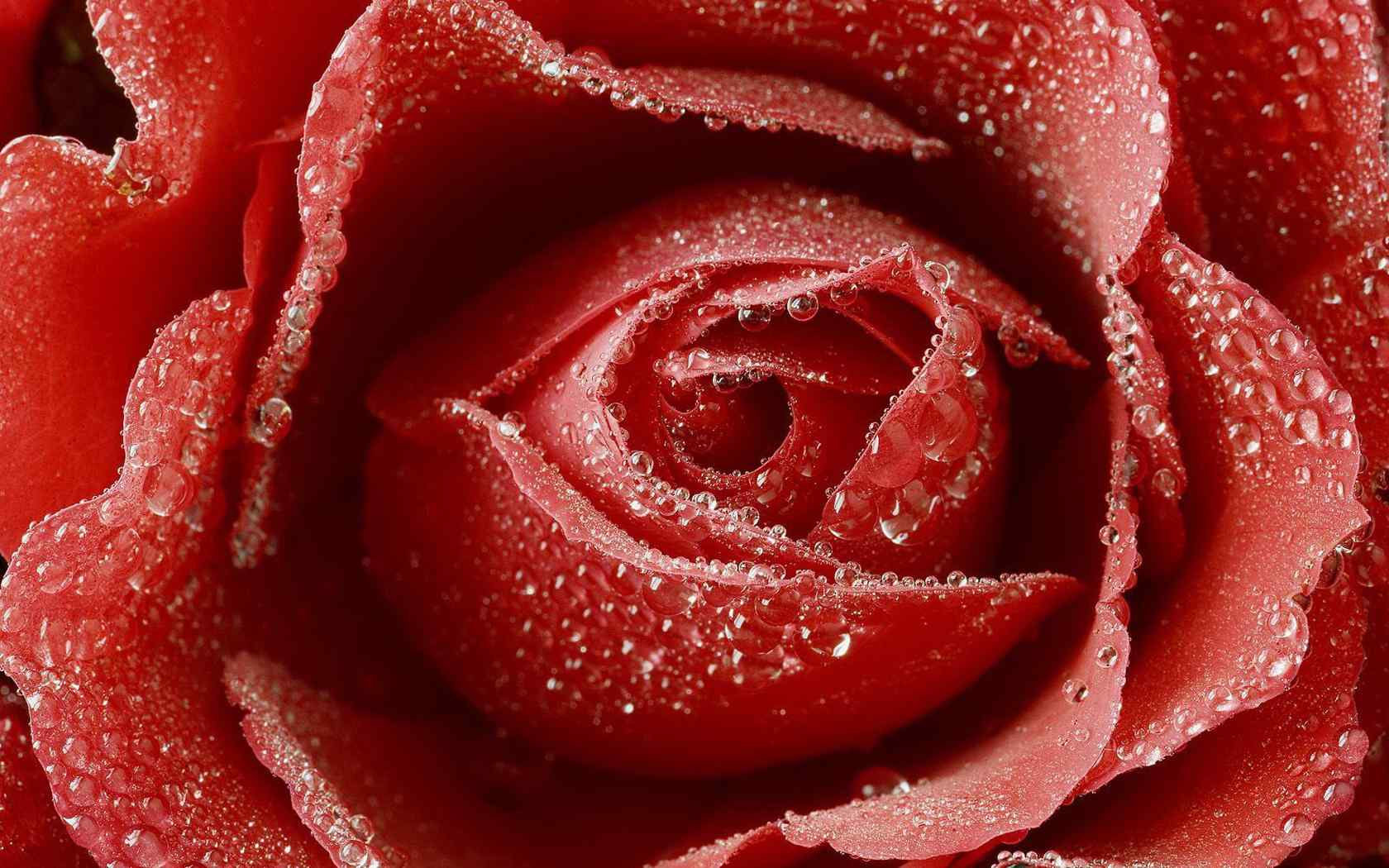 红色玫瑰壁纸