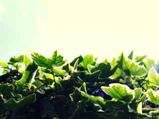唯美绿色植物壁纸