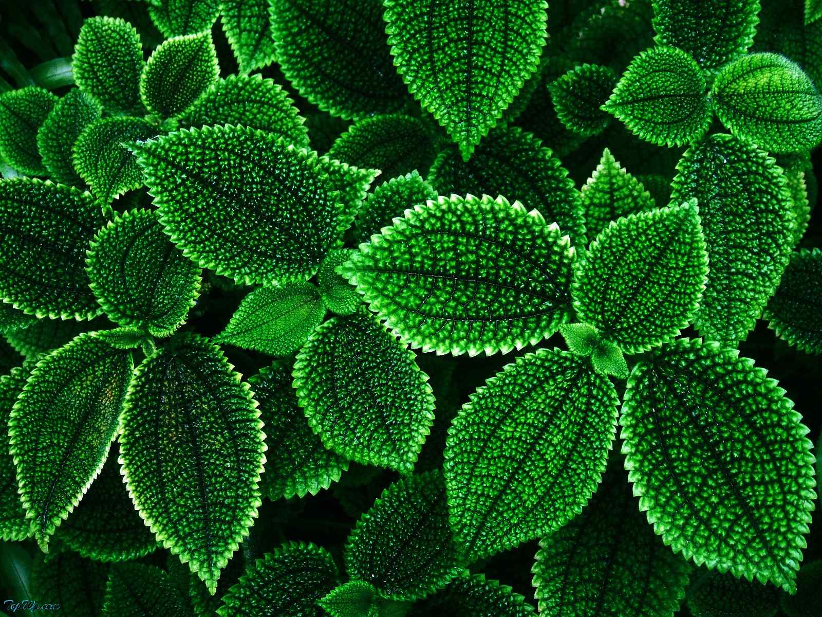绿色唯美植物壁纸