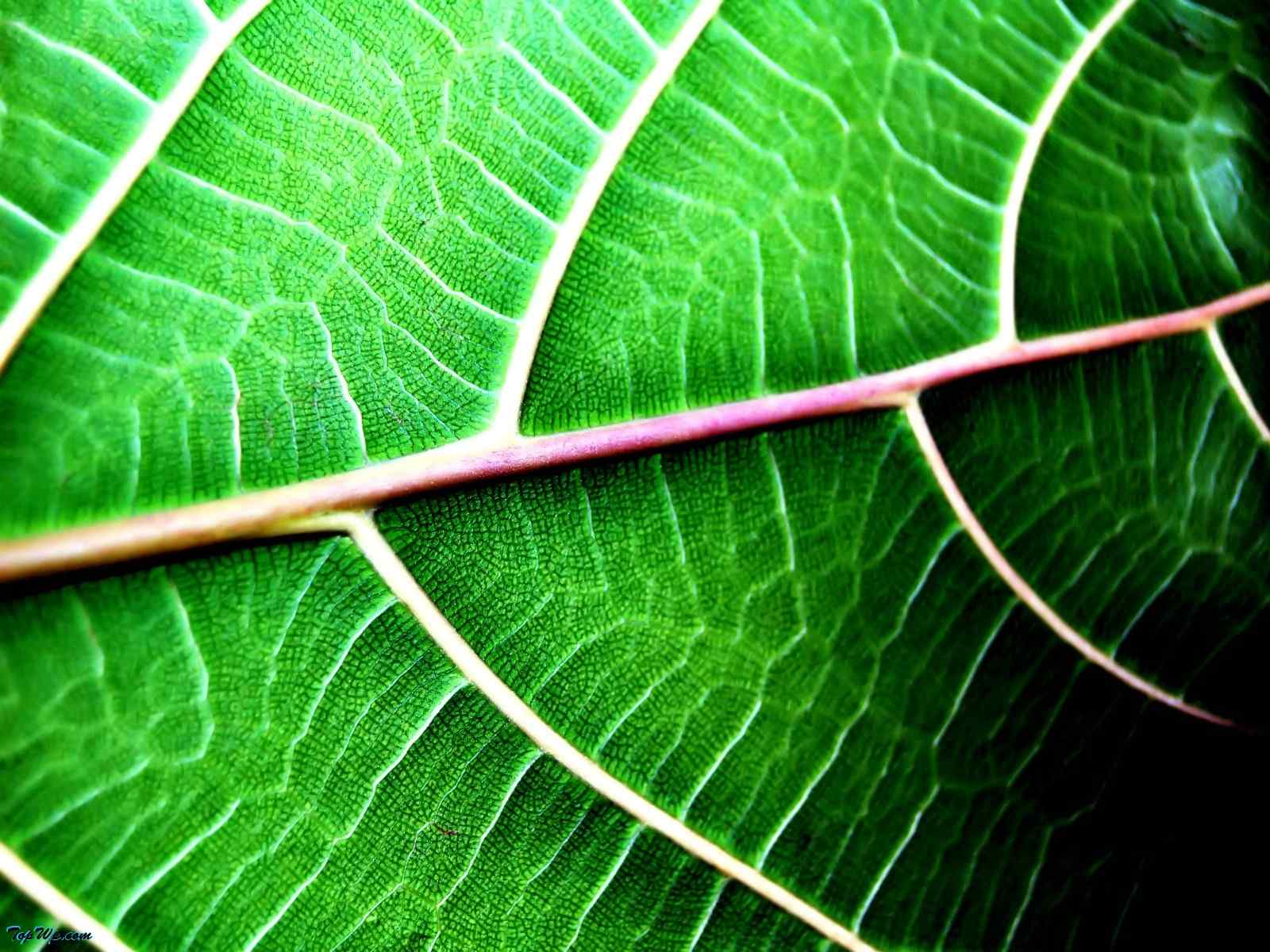 绿色唯美植物壁纸