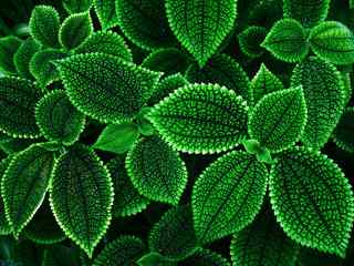 绿色植物叶子壁纸