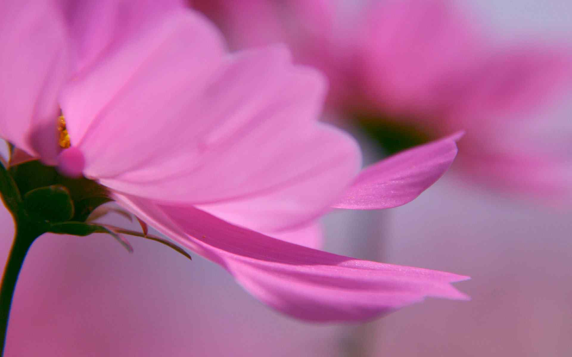 唯美粉色花卉壁纸