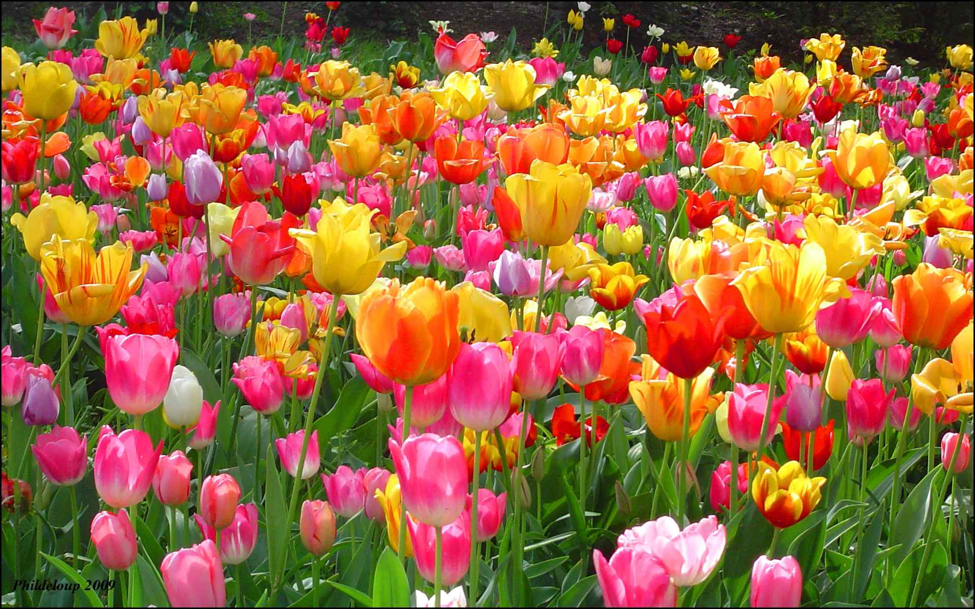 艳丽郁金香壁纸-Colors of Tulips