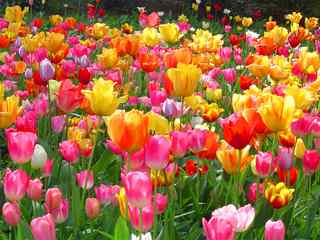 艳丽郁金香壁纸-Colors of Tulips