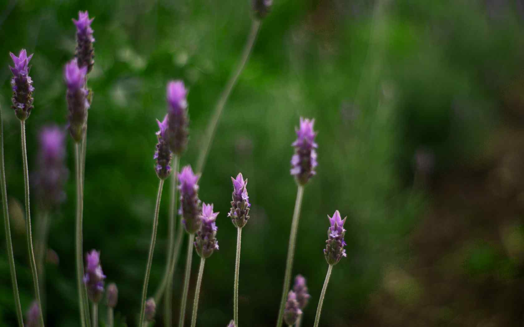 绿色清新植物壁纸-Lavender