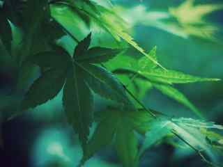 绿色清新植物摄影壁纸-Wallpaper leafs