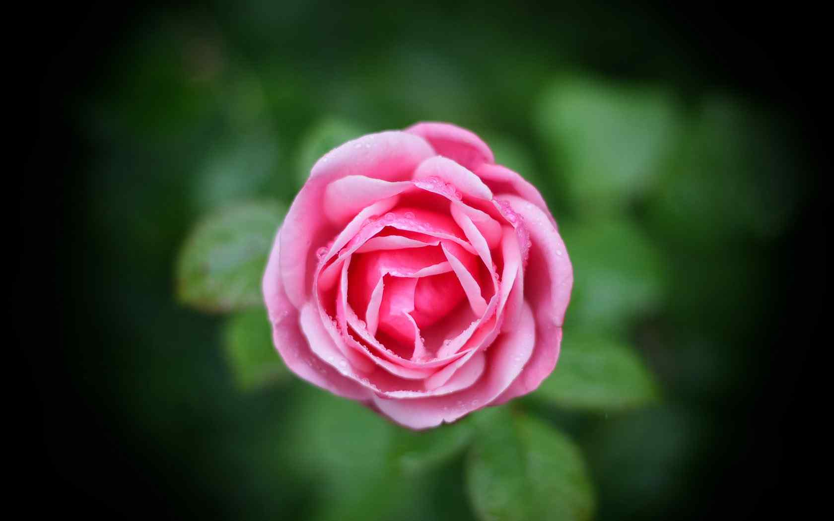 粉色玫瑰摄影壁纸