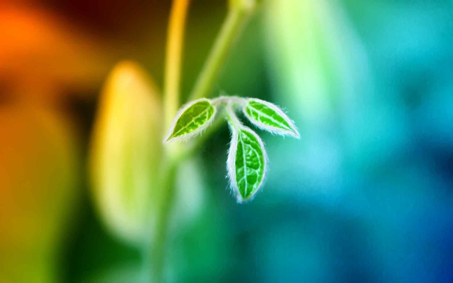 绿色清新植物壁纸