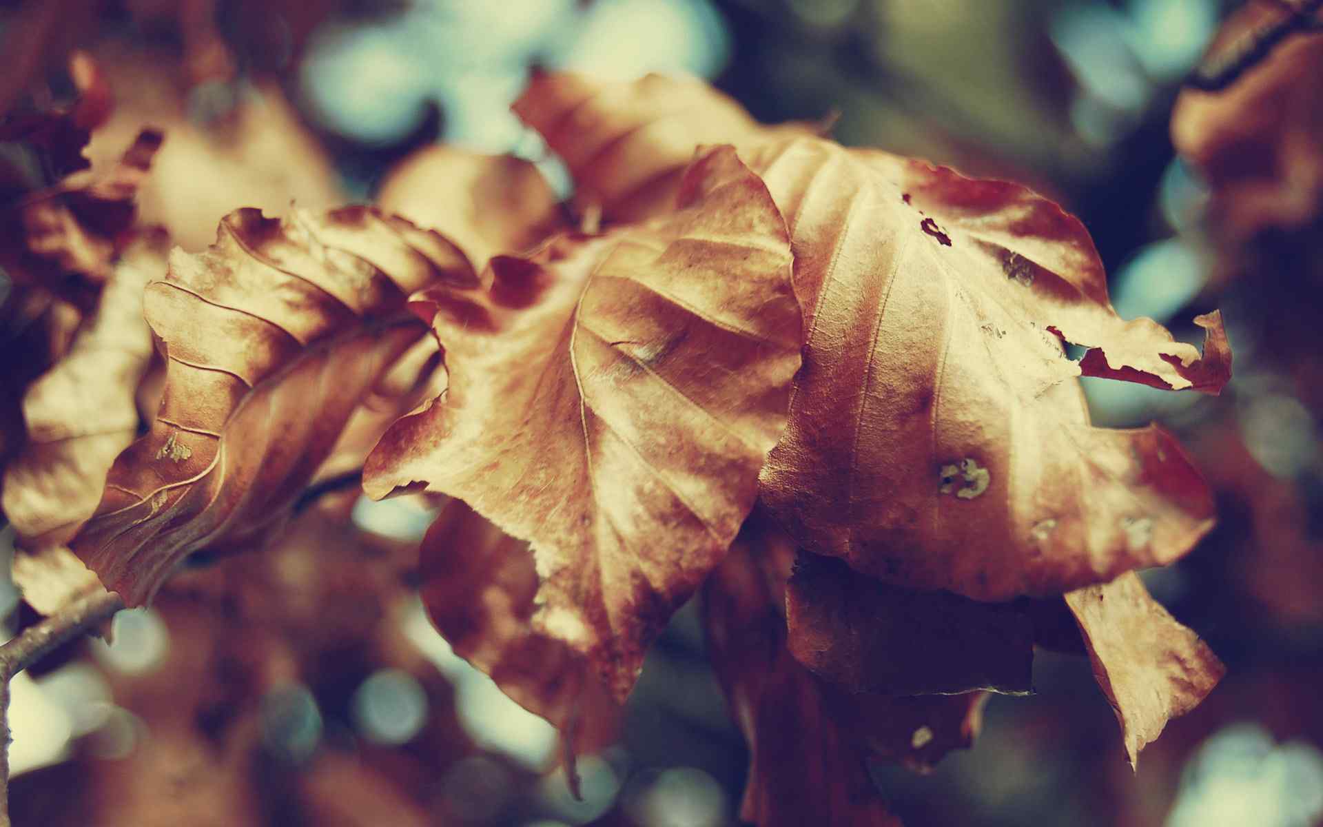 秋季落叶风景壁纸