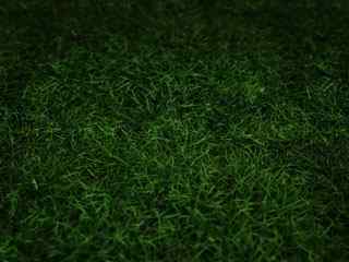 绿色草原壁纸
