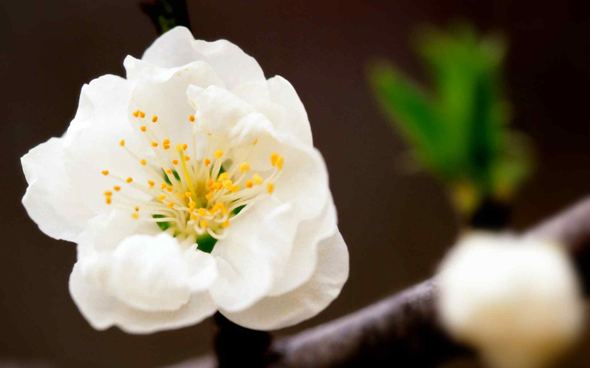 白色海棠花壁纸