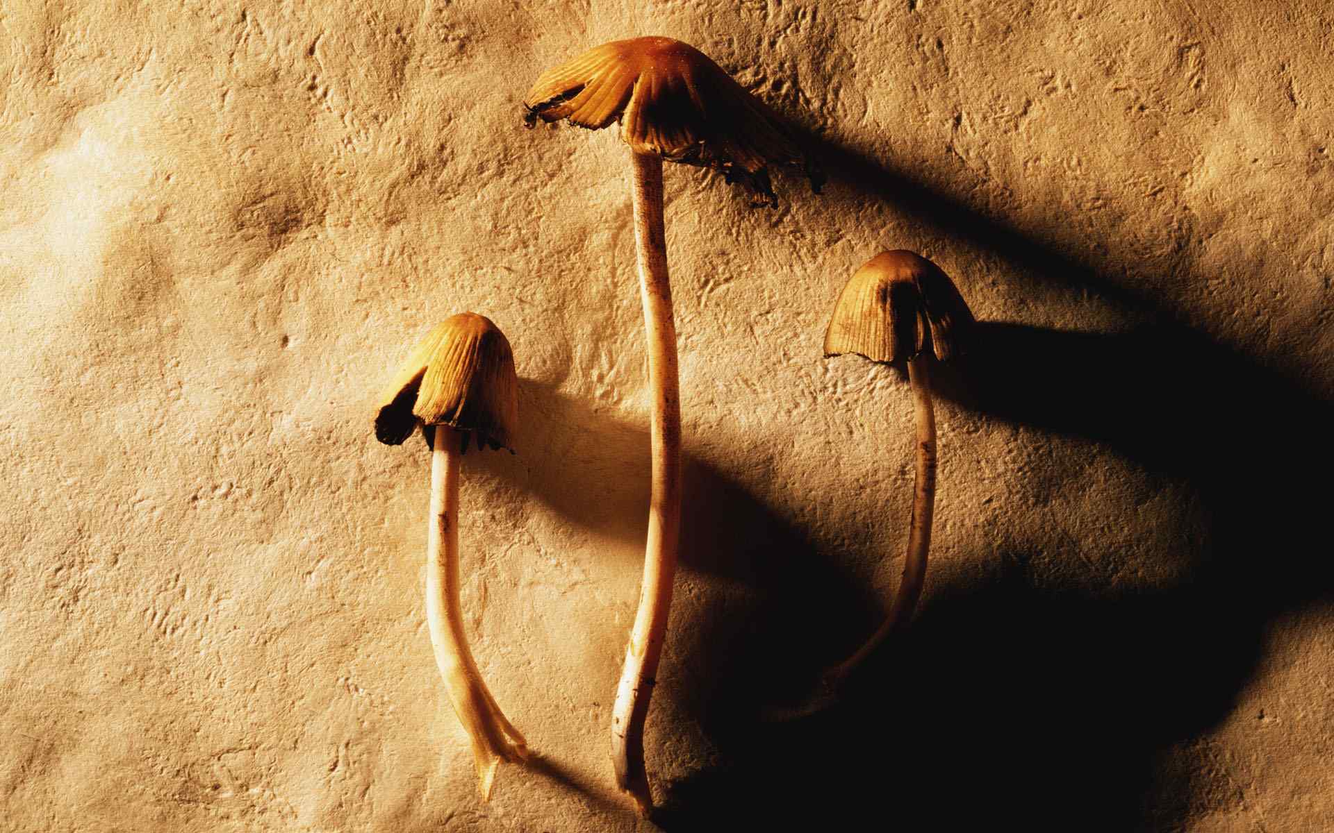 蘑菇艺术写真壁纸