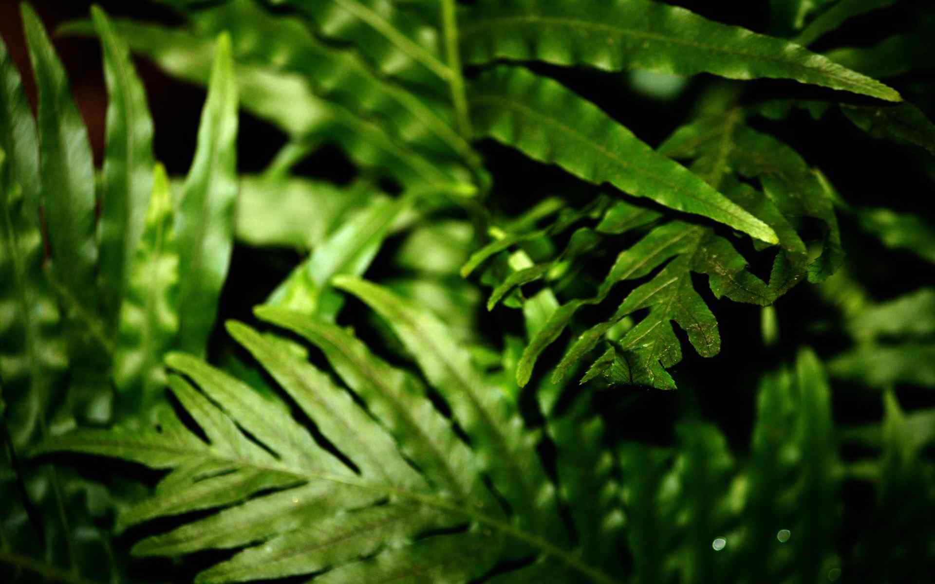 绿色养眼植物壁纸