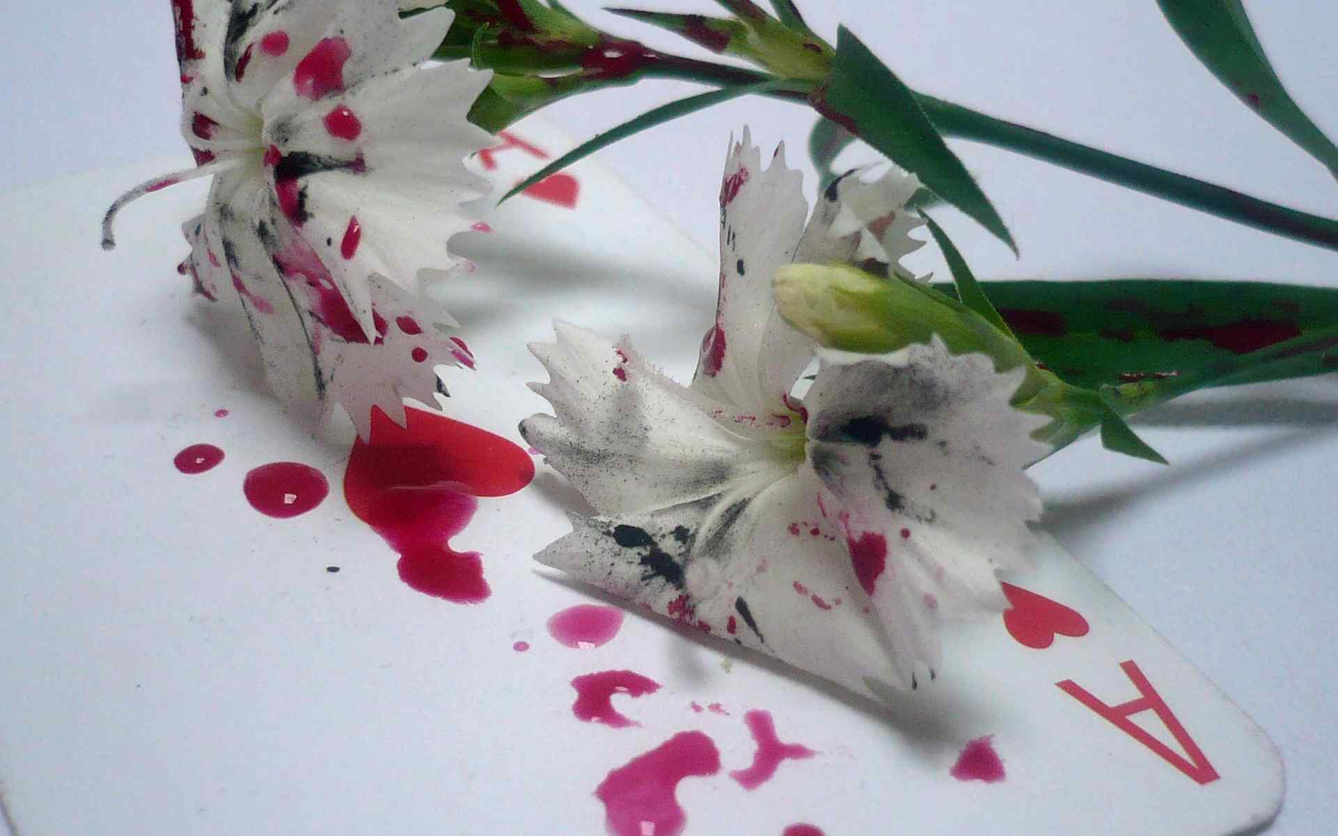 白色花朵精美壁纸