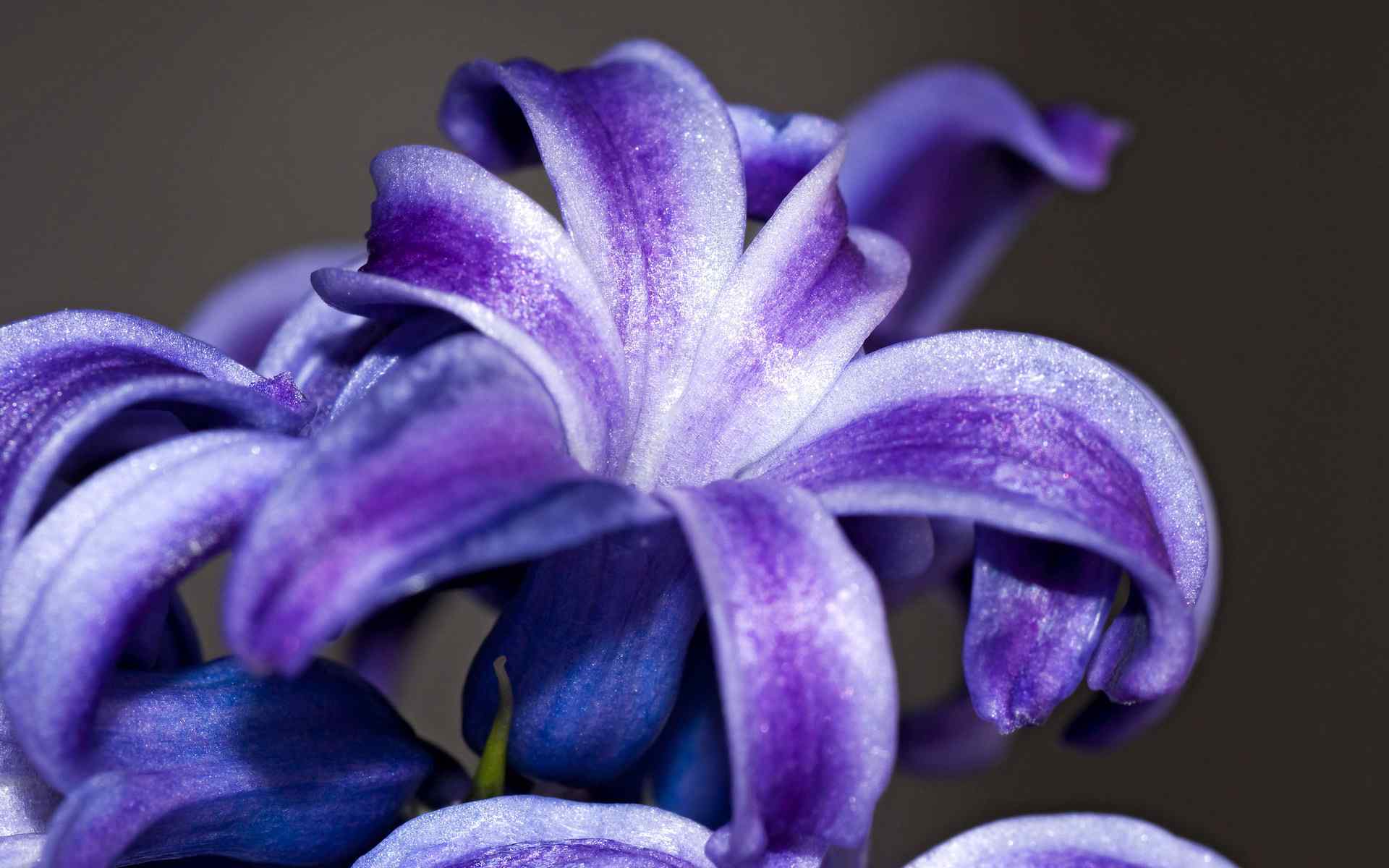 紫色百合花卉壁纸