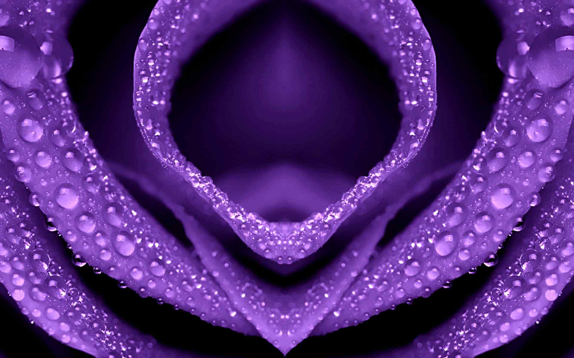紫色玫瑰壁纸