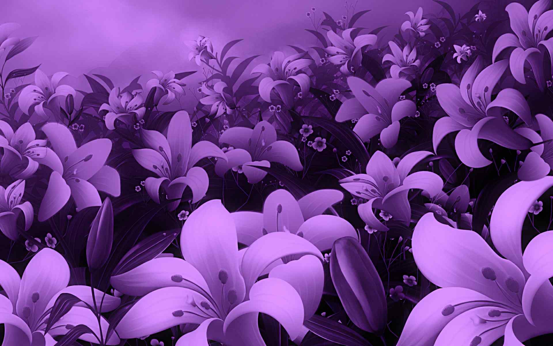 紫色百合壁纸