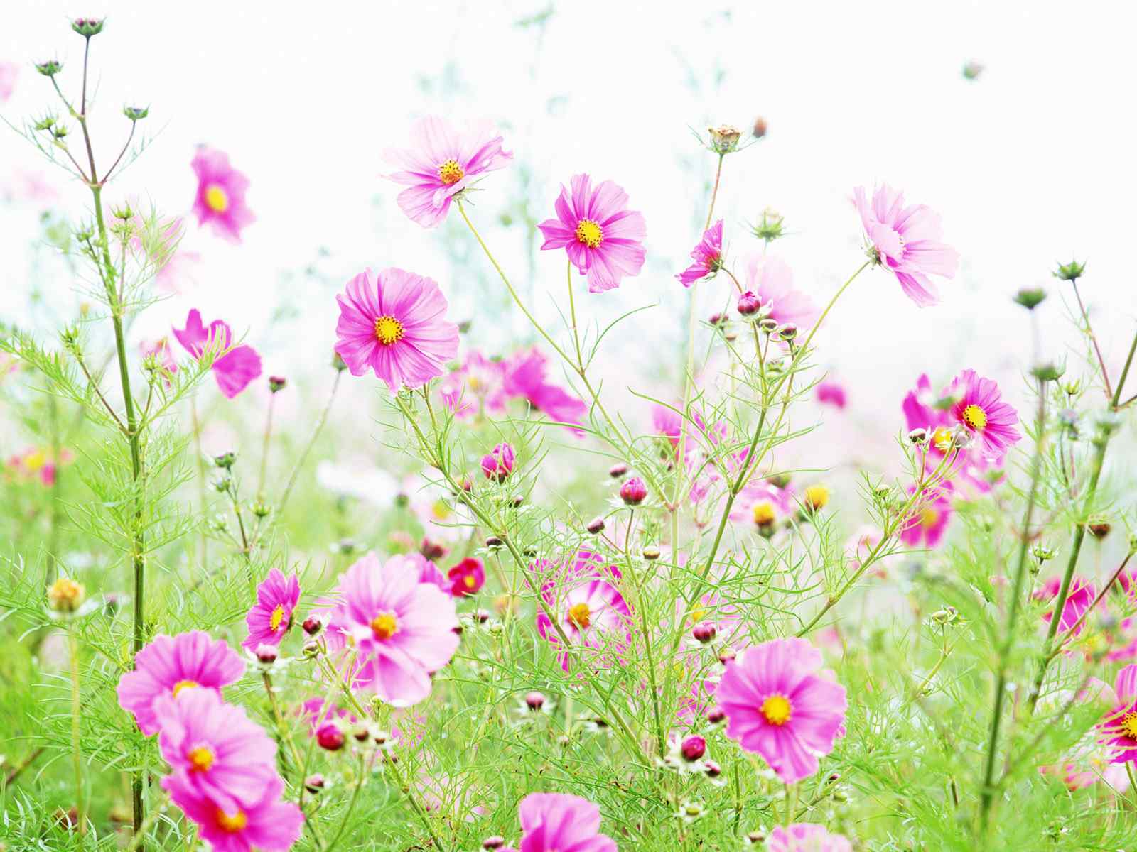 粉色花卉壁纸