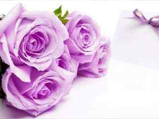 紫玫瑰特写壁纸